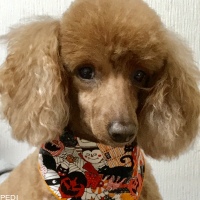 はなちゃん