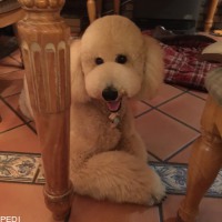 なめこちゃん