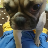 まろんちゃん