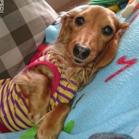 ohanaちゃん