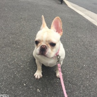 モコちゃん