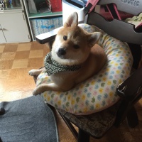りんたろうくん
