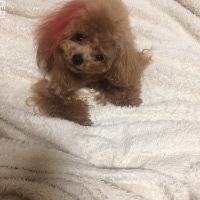ポテトちゃん