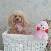 ティアラちゃん