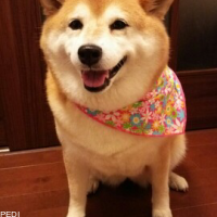 きいちゃん