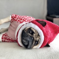 おまめくん