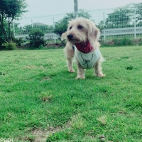 Tinoちゃん