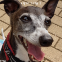プッチちゃん