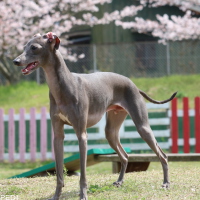 いろ葉くん