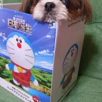 木ノ葉ちゃん