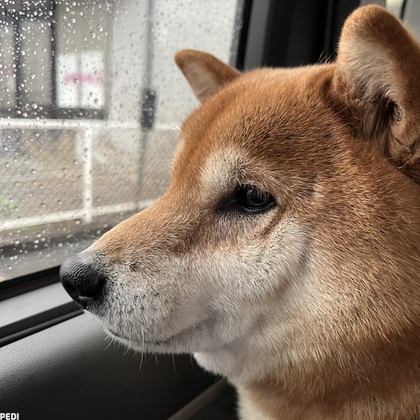 ルーくん