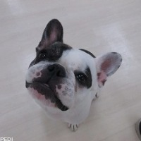 ミョちゃん