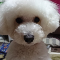みるくちゃん