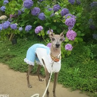 アルブレヒトくん
