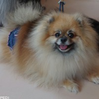 メロンちゃん