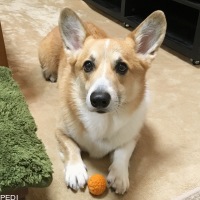 マロくん