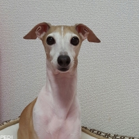カレンちゃん