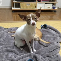 ココちゃん