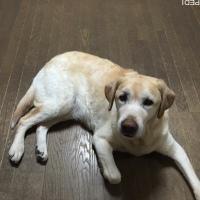 まめすけくん