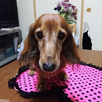 みんくちゃん
