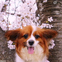 きららちゃん