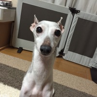 アッシュくん