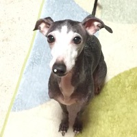 ネロくん