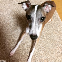 アディくん