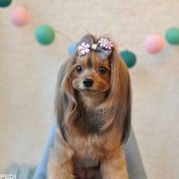 ココちゃん
