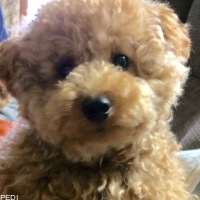 きなこちゃん