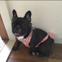 シュプちゃん