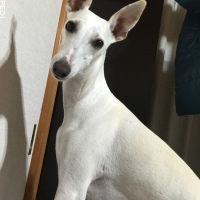 めっしくん