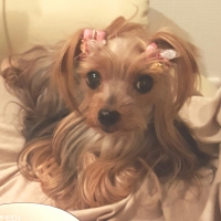 すももちゃん