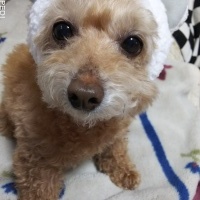 びちこちゃん
