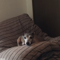 蹴くん
