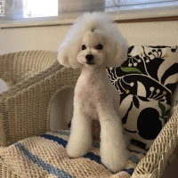 パールくん