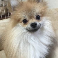 あずきくん