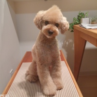 ノエルくん
