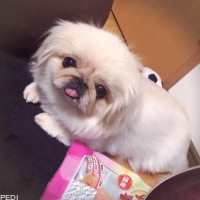 ぺろんちゃん