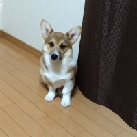 陽光ちゃん