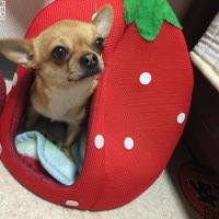 神楽ちゃん