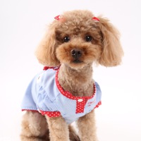 ティアラちゃん