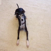 ティアラちゃん