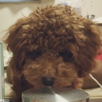 クゥくん