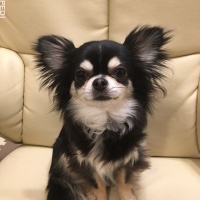 キララちゃん