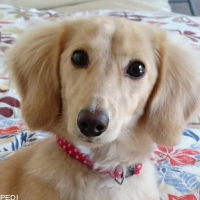 ミルクちゃん