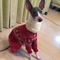 COCOちゃん