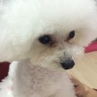 ファーファちゃん