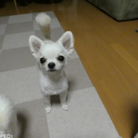 まるくん