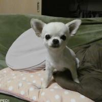 ひなちゃん